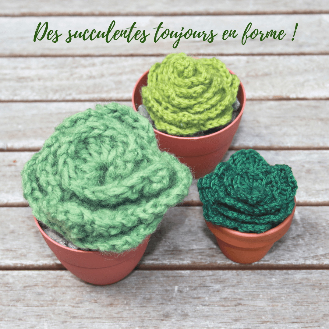 succulentes au crochet